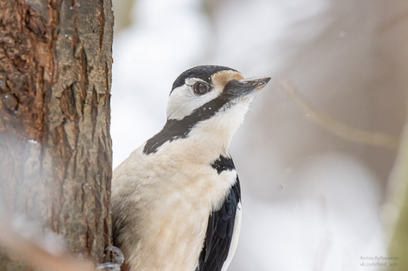 Из-за жалобы петербуржца Смольный пересчитает дятлов