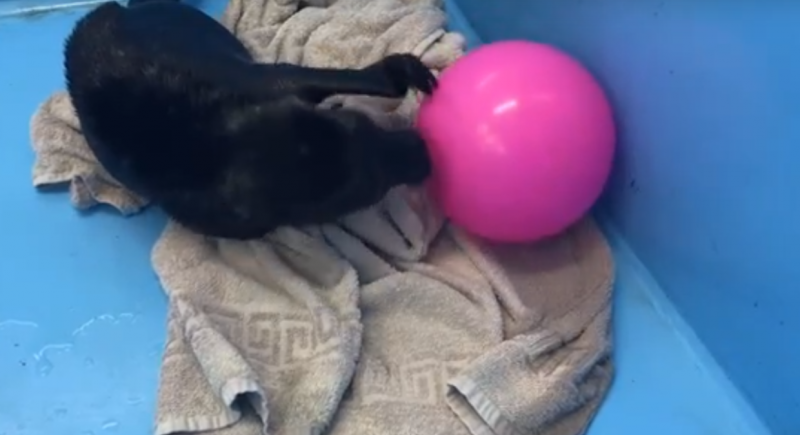 «Какая прелесть»: петербуржцев умилил нерпенок, играющий с мячом