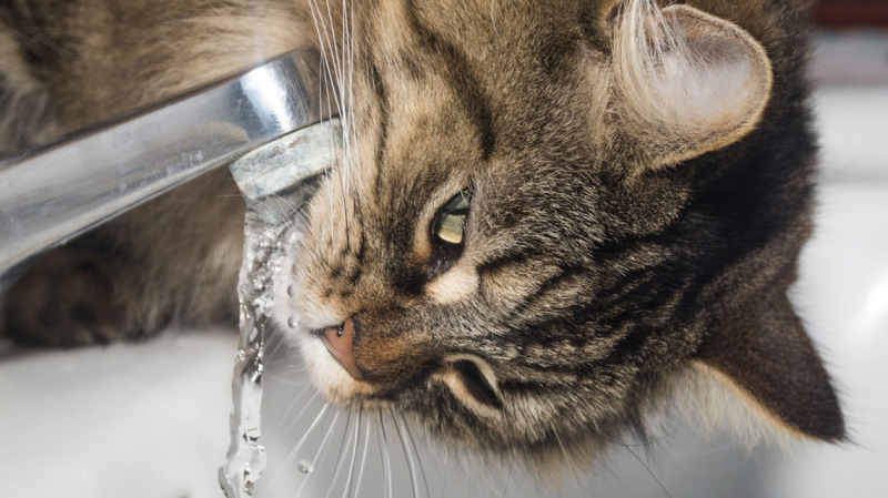 Когда и где в Петербурге отключат горячую воду