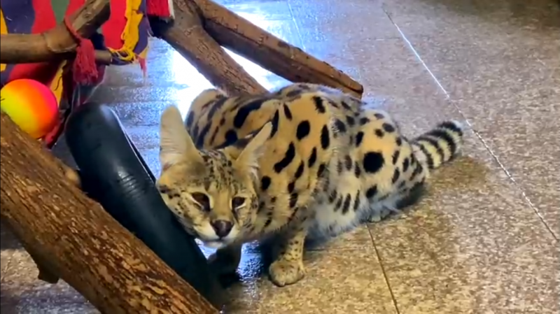 «Королевская ярость»: кошки Ленинградского зоопарка неоднозначно восприняли новую игрушку