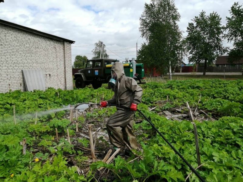 Мед и отвары: чем полезен ядовитый для человека борщевик