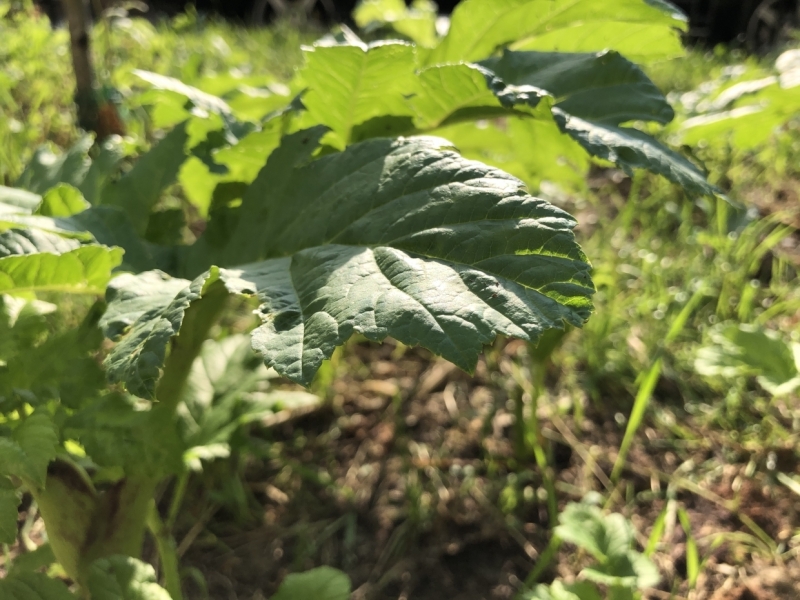 Мед и отвары: чем полезен ядовитый для человека борщевик