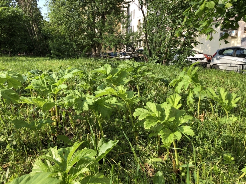 Мед и отвары: чем полезен ядовитый для человека борщевик