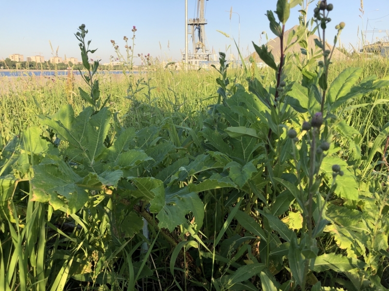 Мед и отвары: чем полезен ядовитый для человека борщевик