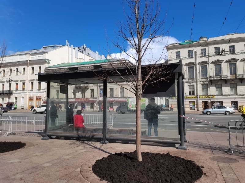 Мелколистные липы украсили территорию у Гостиного двора