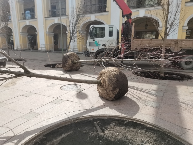 Мелколистные липы украсили территорию у Гостиного двора