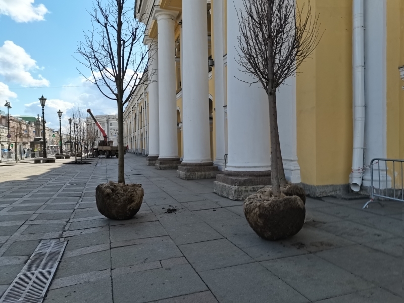 Мелколистные липы украсили территорию у Гостиного двора