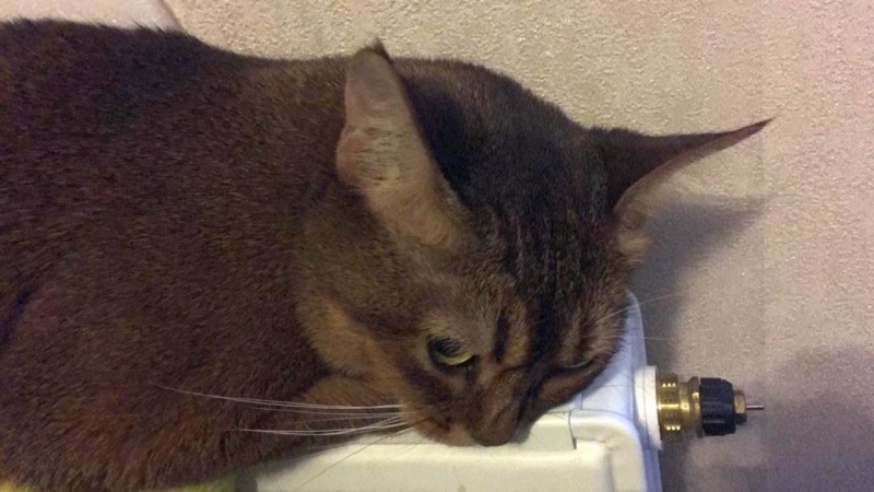 Мэрия Сыктывкара сообщила о подготовке к отопительному сезону