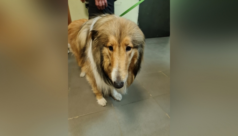 «Множественные гематомы на теле»: как пострадали собаки от рук задержанного живодера