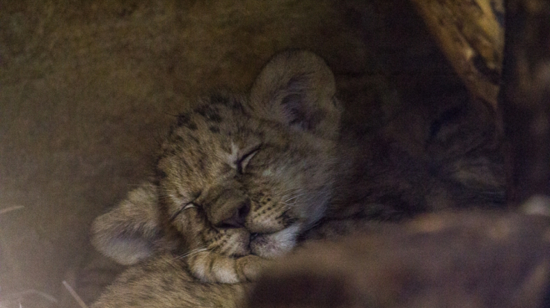 Мурчащие львы, Наполеон и переправы: куда пойти в «Ночь музеев» в Петербурге