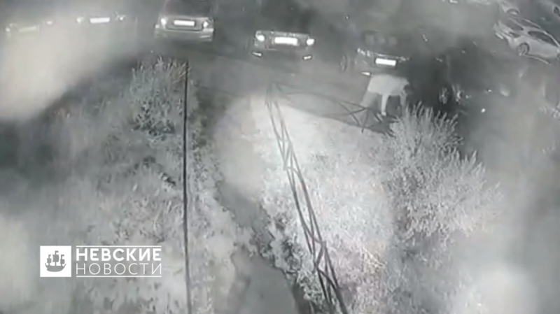 Неадекватный мужчина избил во дворе дома петербурженку, а ее собаку запинал