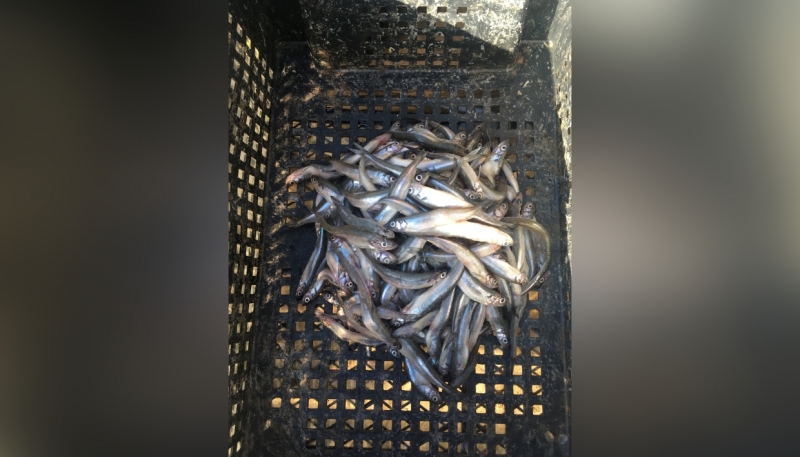 Нелегальные торговые точки занижают цены на корюшку в Петербурге