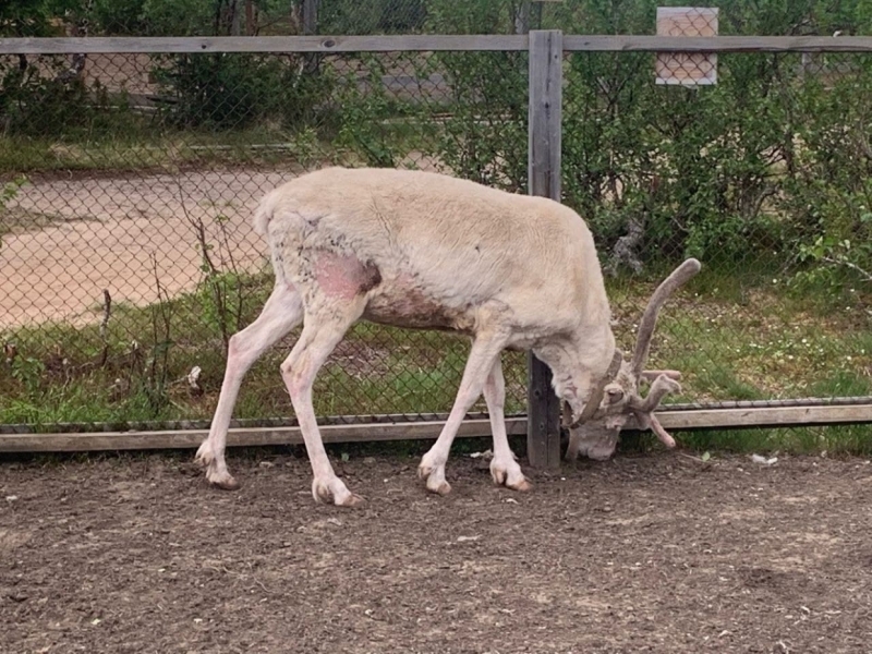 Новый резидент Арктической зоны РФ из НАО строит дело на оленьей крови