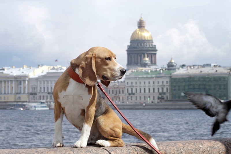 Новый штраф для хозяев собак: больше никаких «Гав!» по праздникам до полудня