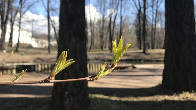 Новый температурный рекорд установлен в 28 марта Петербурге