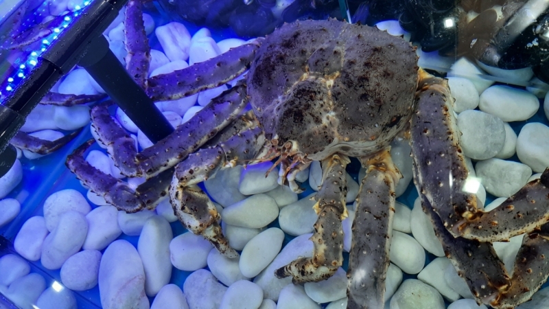 «Нулевой» день ПМЭФ-2021 в фотографиях: как это было