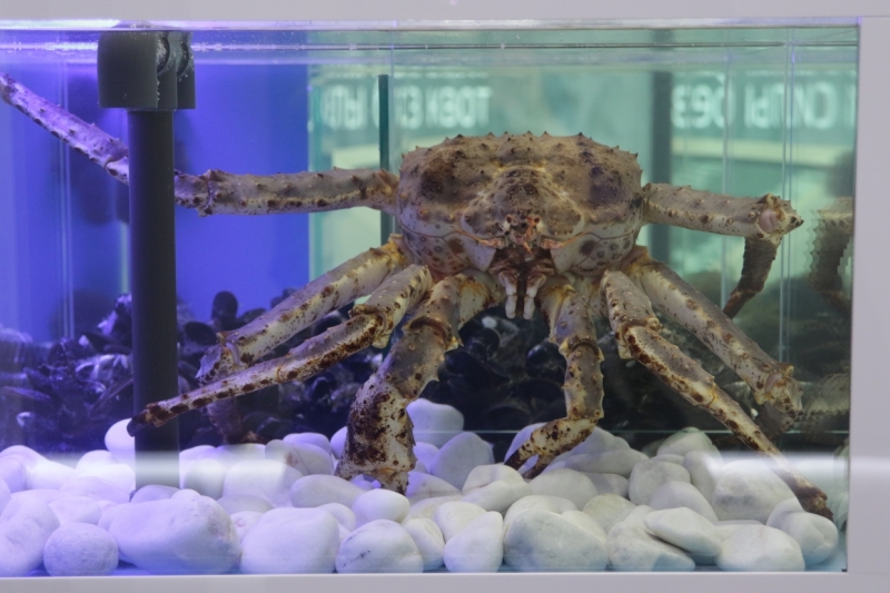 «Нулевой» день ПМЭФ-2021 в фотографиях: как это было