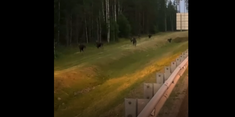 Очевидцы сообщили о прогулке шести лосей недалек от «Игоры»