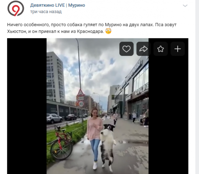 «Она стала человеком»: собака ходила по Мурино на задних лапах