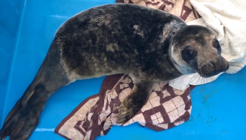 Петербургские волонтеры рассказали о суровом нраве спасенного тюлененка
