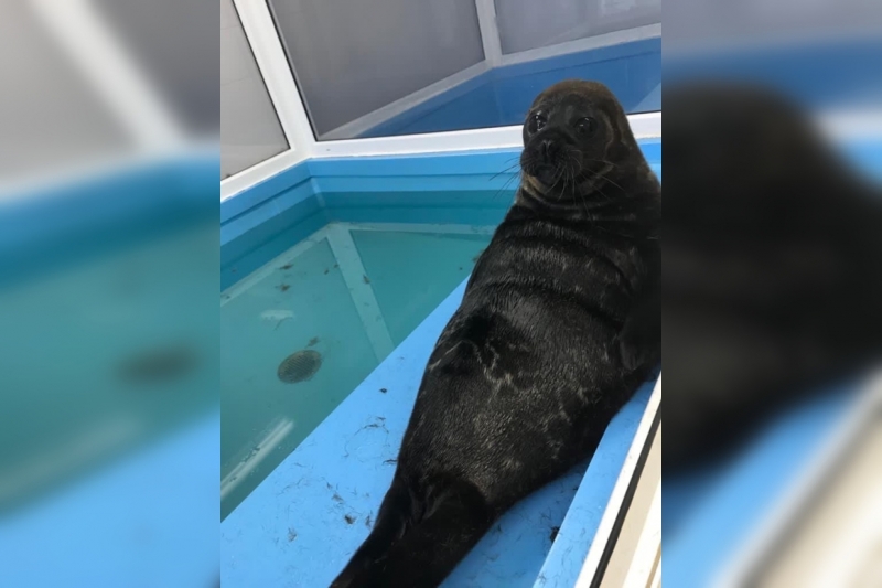 Петербургский нерпенок Крошик превращается в подтянутого и жгучего брюнета