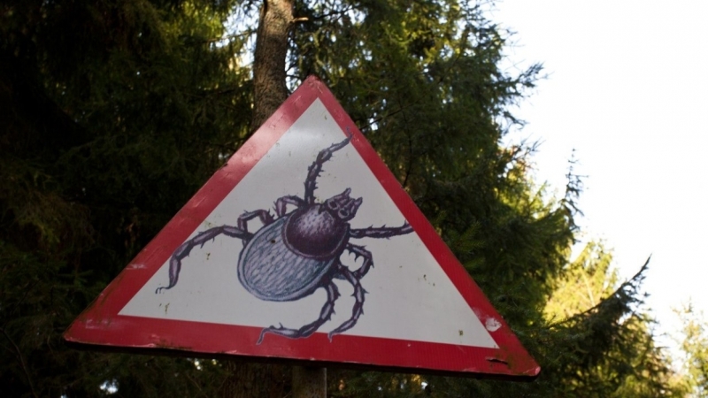 Петербуржцам назвали парки, в которых клещи нападают чаще всего