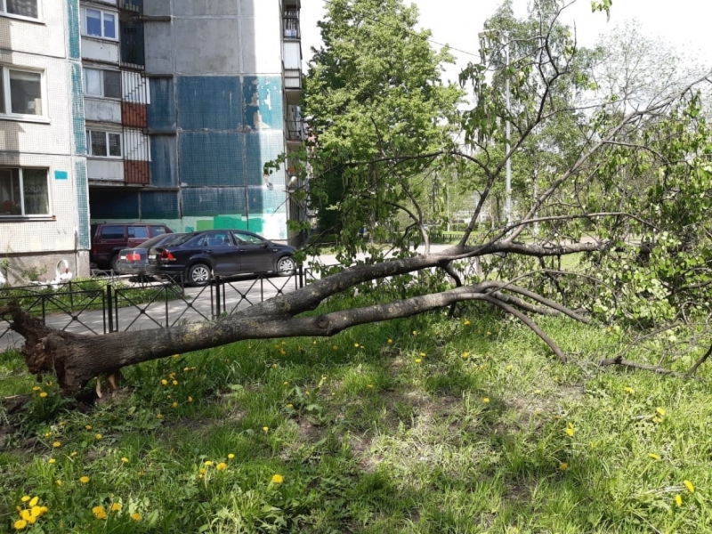 Петербуржцам посоветовали посоветовали закрыть окна: ожидается сильный ветер