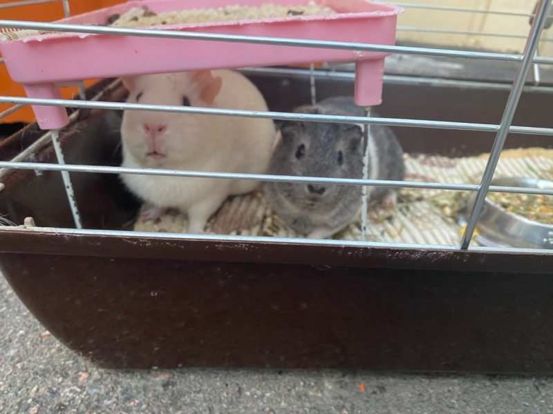 Петербуржцы обнаружили на помойке клетку с морскими свинками