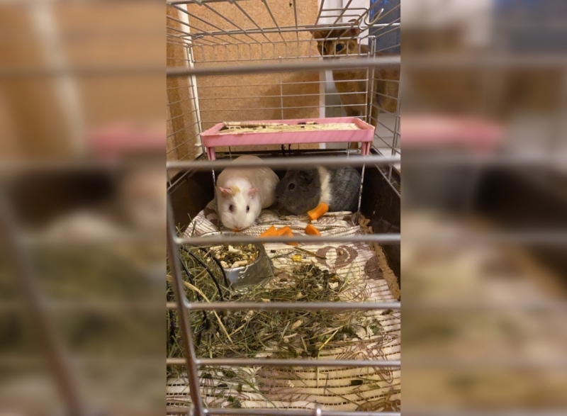 Петербуржцы обнаружили на помойке клетку с морскими свинками