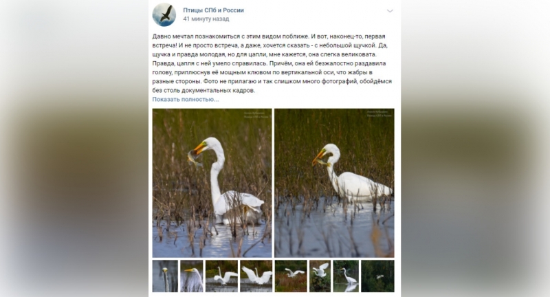 Петербуржец запечатлел белую цаплю в Курортном районе