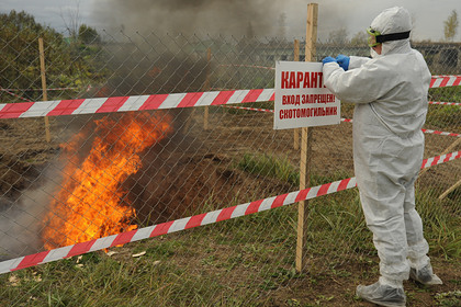 Под Тулой нашли свалку трупов животных