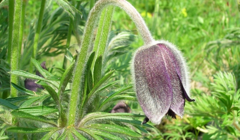 Покупающим редкие первоцветы петербуржцам пригрозили штрафами