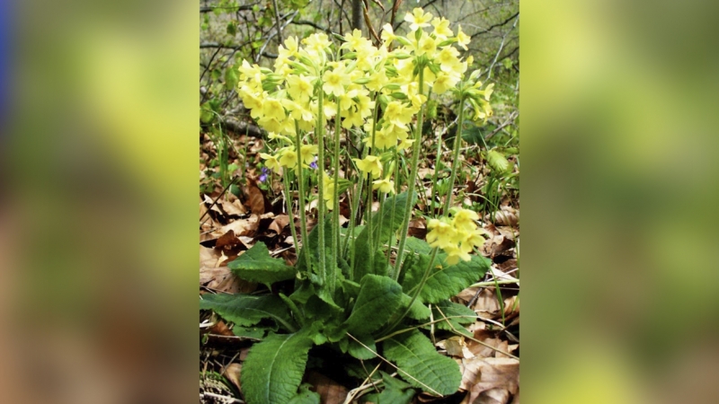 Покупающим редкие первоцветы петербуржцам пригрозили штрафами