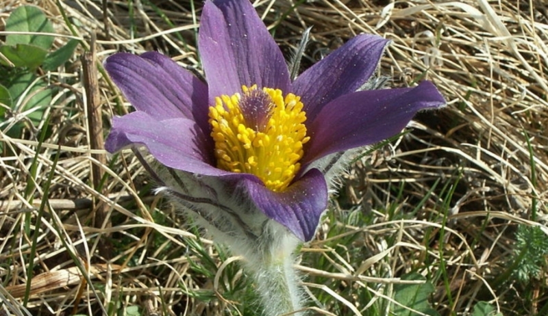 Покупающим редкие первоцветы петербуржцам пригрозили штрафами