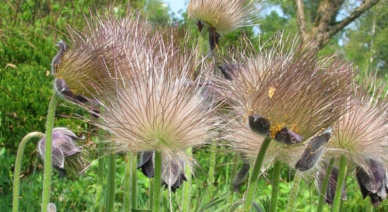 Покупающим редкие первоцветы петербуржцам пригрозили штрафами