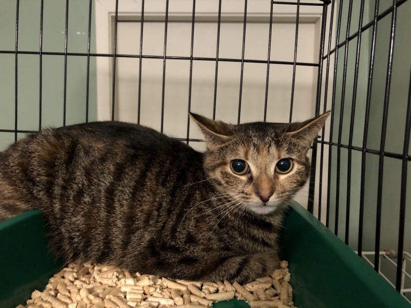 Православный VS безбожный: на Кубани продают двух уникальных котов по невероятной цене