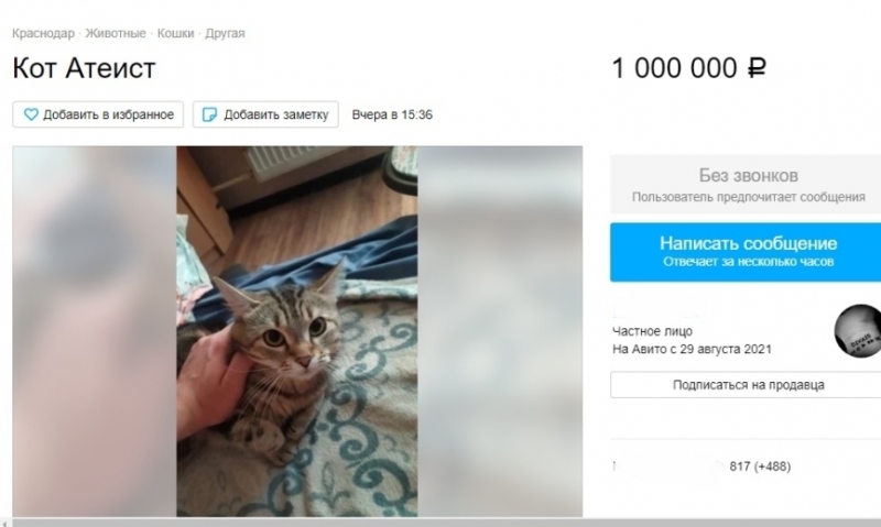 Православный VS безбожный: на Кубани продают двух уникальных котов по невероятной цене