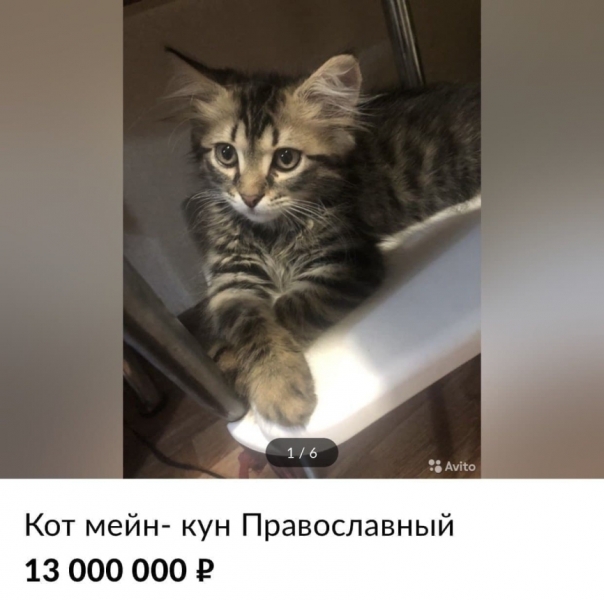 Православный VS безбожный: на Кубани продают двух уникальных котов по невероятной цене