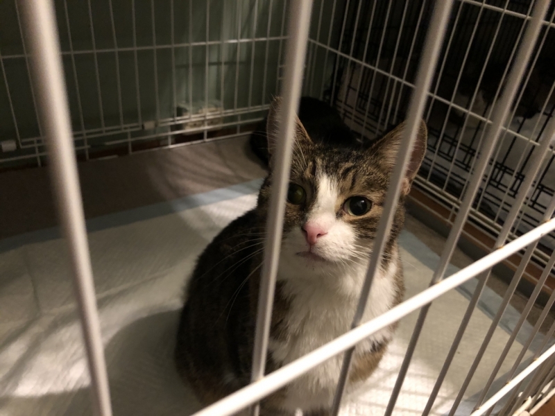 Приюты для животных Петербурга будут обязаны искать хозяев «потеряшек» в интернете