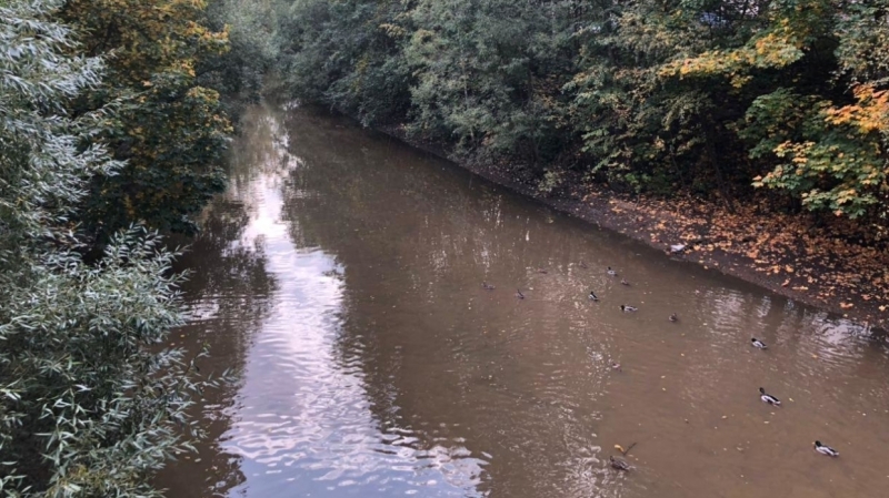 Региональный Росприроднадзор в Сети возмутился сбросу отходов в Оккервиль