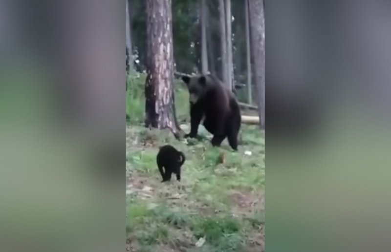 Русский кот Вася отогнал дикого медведя от хозяев и поразил своей отвагой иностранцев