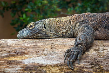 Самая большая ящерица оказалась на грани исчезновения из-за изменения климата