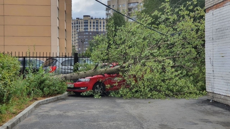 Штормовой ветер повалил деревья на машины, улицы и тротуары в Петербурге