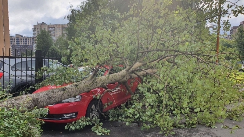 Штормовой ветер повалил деревья на машины, улицы и тротуары в Петербурге