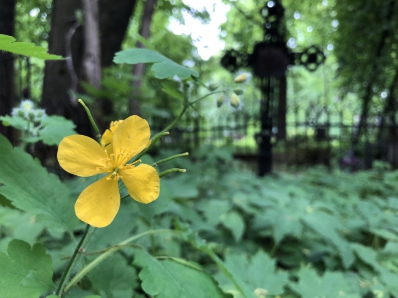 Смольный объявил конкурс на обслуживание 42 кладбищ