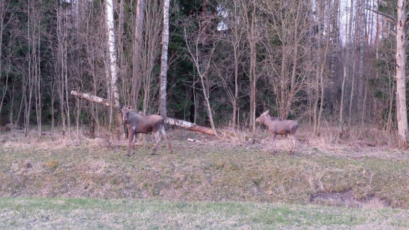 Смольный посчитал живущих в Петербурге косуль, лосей и белок