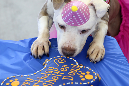 Собаки и торты оказались популярнее климатического кризиса