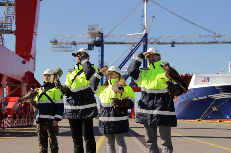 Соколы и ястребы стали охранниками петербургского порта Бронка
