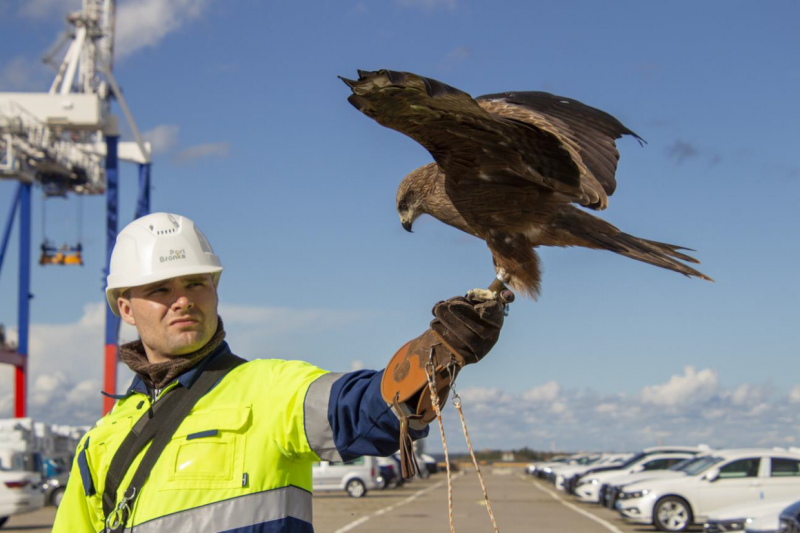 Соколы и ястребы стали охранниками петербургского порта Бронка