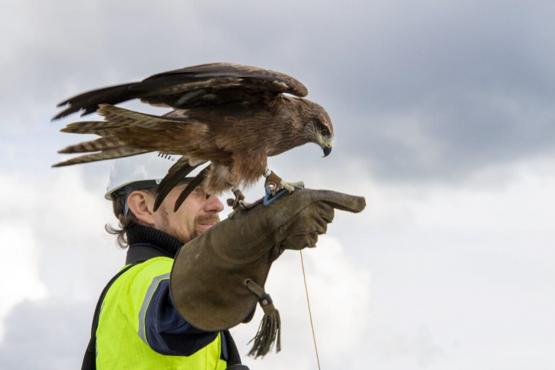 Соколы и ястребы стали охранниками петербургского порта Бронка